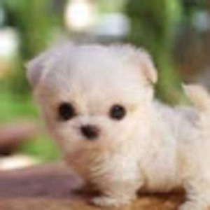 Meet your Posher, Martha